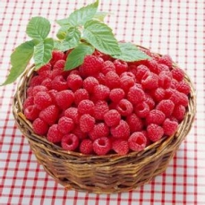 三明红树莓
