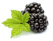株洲黑树莓