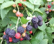 济  源黑树莓